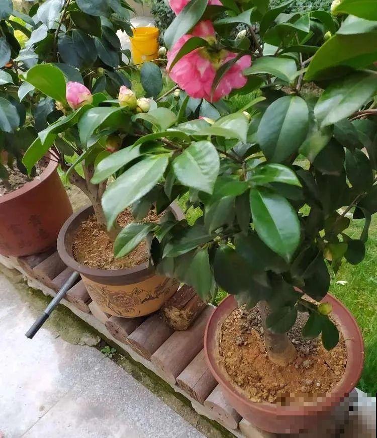 18种难养的花，把握一个点，就能起死回生！