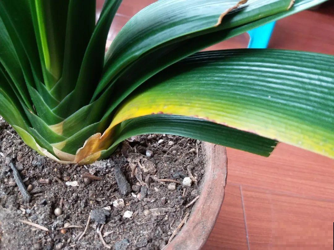 20种花,夏天要休眠,一浇水就死! 20种花,夏天要休眠,一浇水就死!