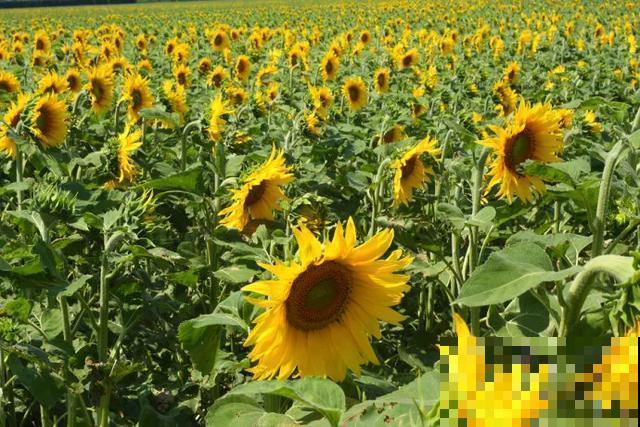 30首与花有关的老歌，满满的回忆，每一首都很经典！
