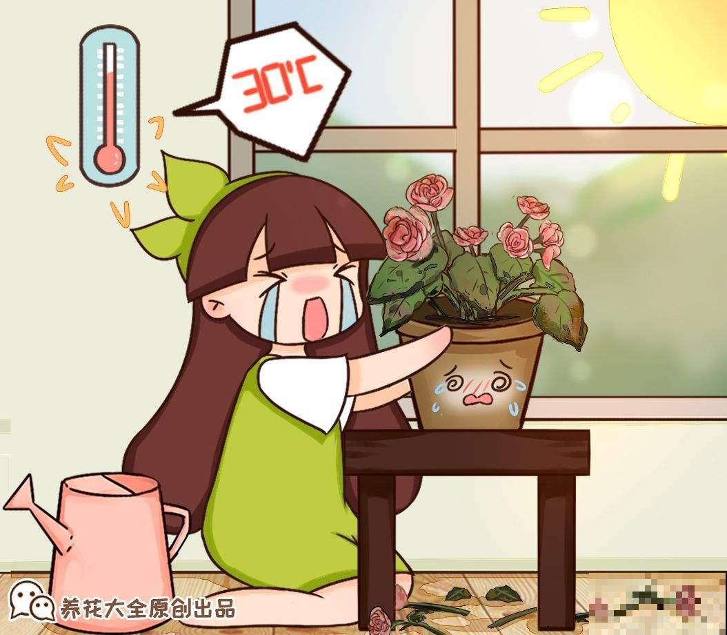 4种花夏天要休眠，不建议现在买，容易黄叶烂根