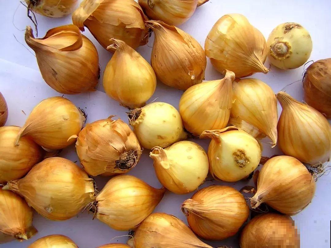 3块钱一颗的花，丢土里开花一大片，大冬天也能养！