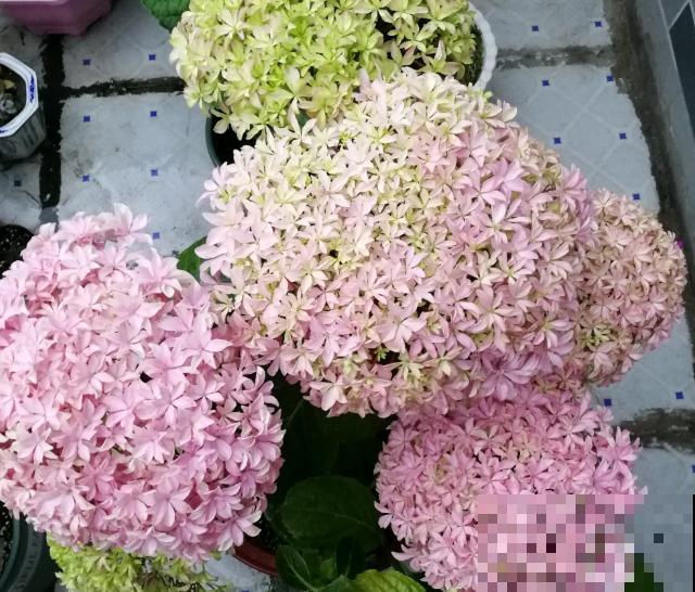 绣球品种那么多,别只知道无尽夏,20个新品种完胜无尽夏! 绣球品种那么多,别只知道无尽夏,20个新品种完胜无尽夏!
