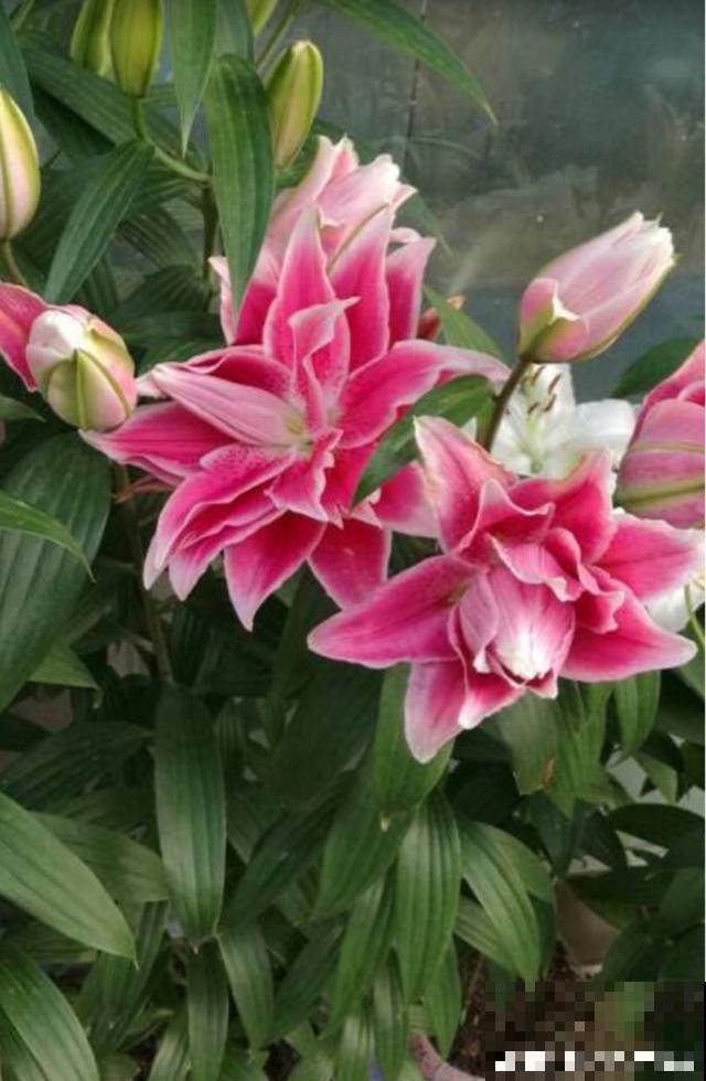 百合花品种那么多,这些中国原生百合,你见过几种? 百合花品种那么多,这些中国原生百合,你见过几种?