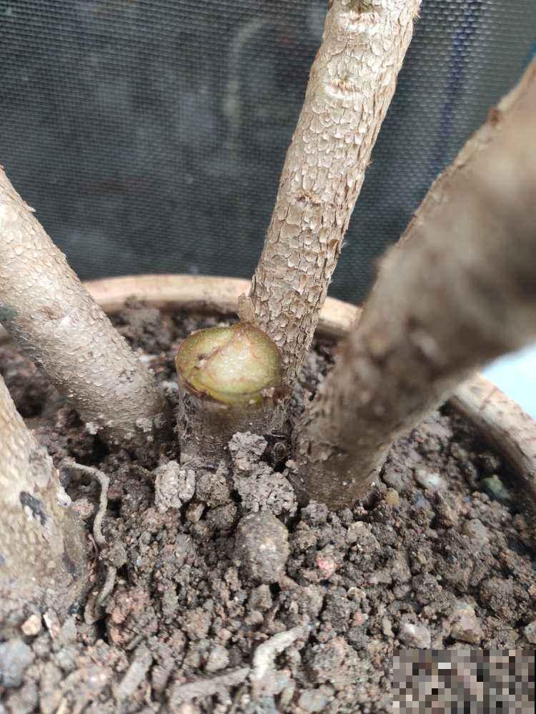 盆栽黑腐都怪你这么做，好多技巧不赶紧学，到时候定后悔！
