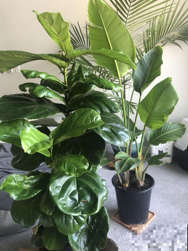 夏天花会休眠,别施肥,否则都毒死了 夏天花会休眠,别施肥,否则都毒死了