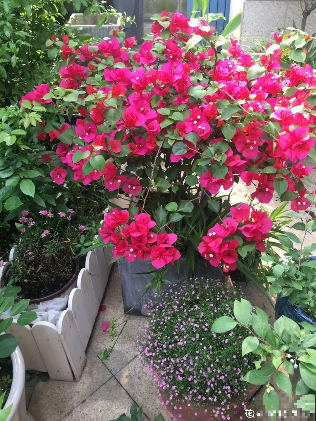 超耐热的三角梅，30℃仍然疯狂开花，爬成一面大花墙！