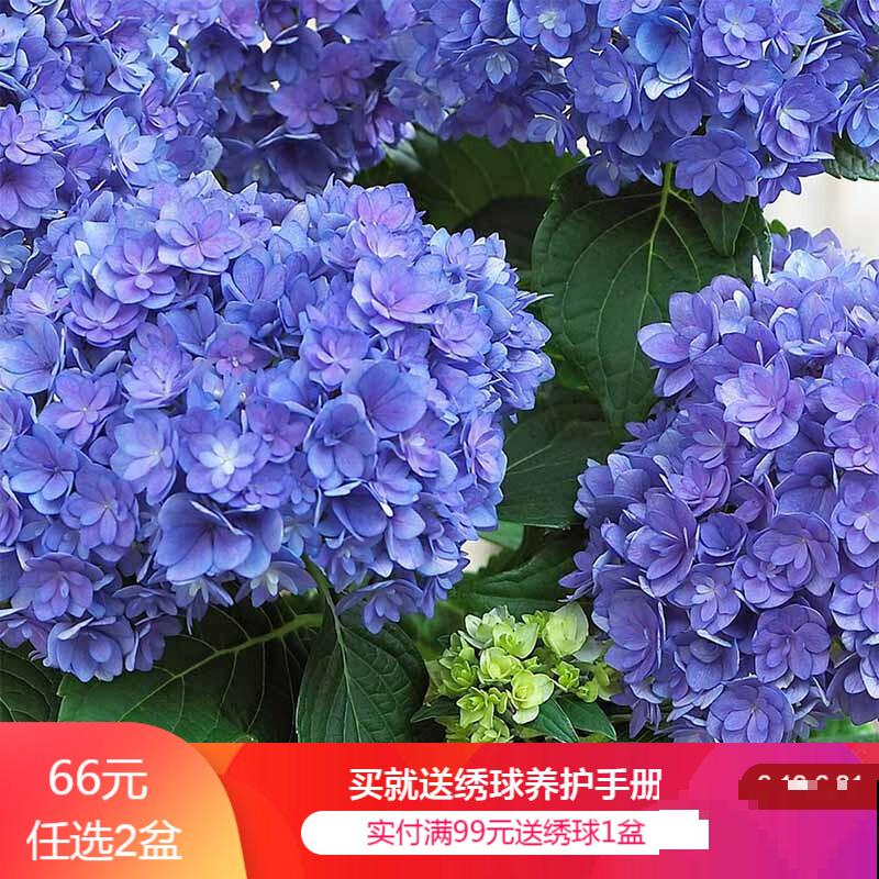 绣球品种那么多,别只知道无尽夏,20个新品种完胜无尽夏! 绣球品种那么多,别只知道无尽夏,20个新品种完胜无尽夏!