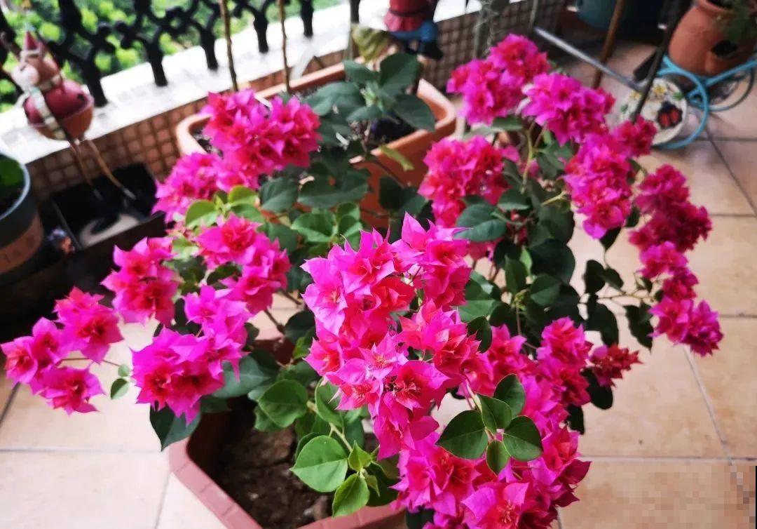 超耐热的三角梅，30℃仍然疯狂开花，爬成一面大花墙！