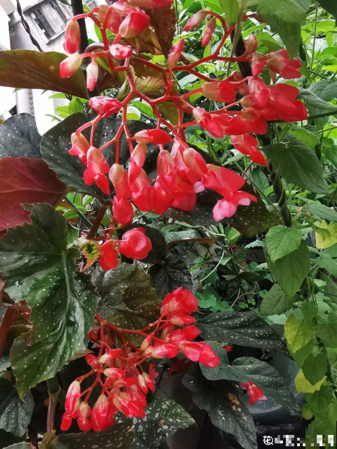 18种最好养的花大盘点，绿萝只能排倒第一！