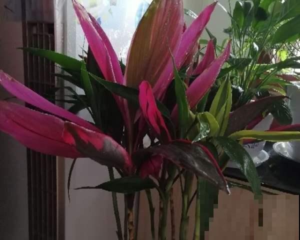 红色的富贵竹叫朱蕉，颜值高、好养活，叶子红得像火焰
