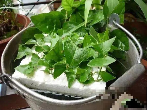 10种花，趁着天热赶紧扦插，成活率特别高