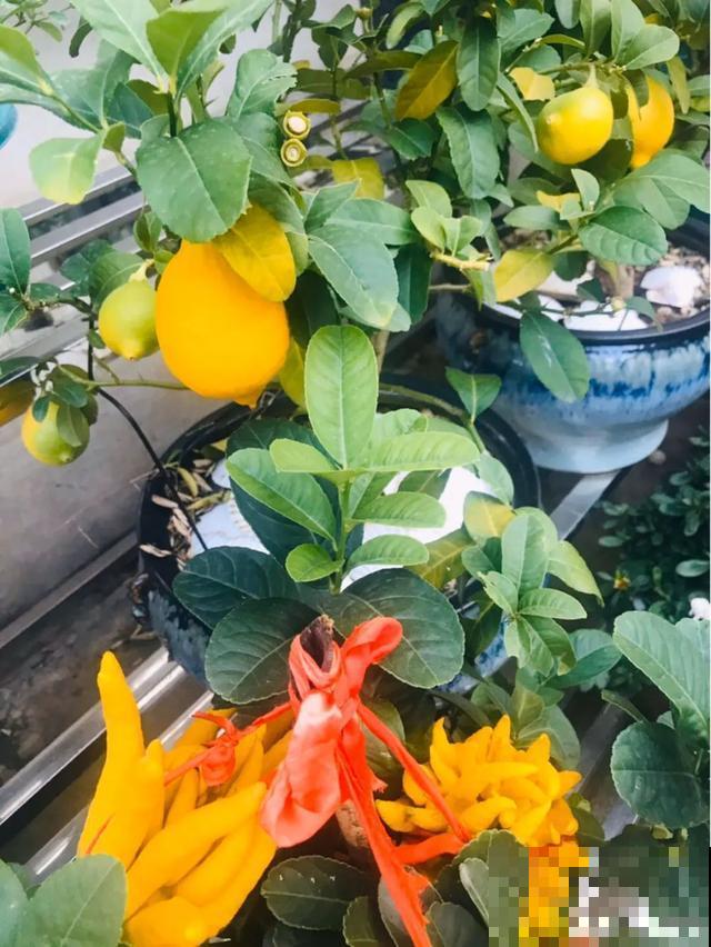 家里养这6种花，清新杀菌去异味，空气干净身体好