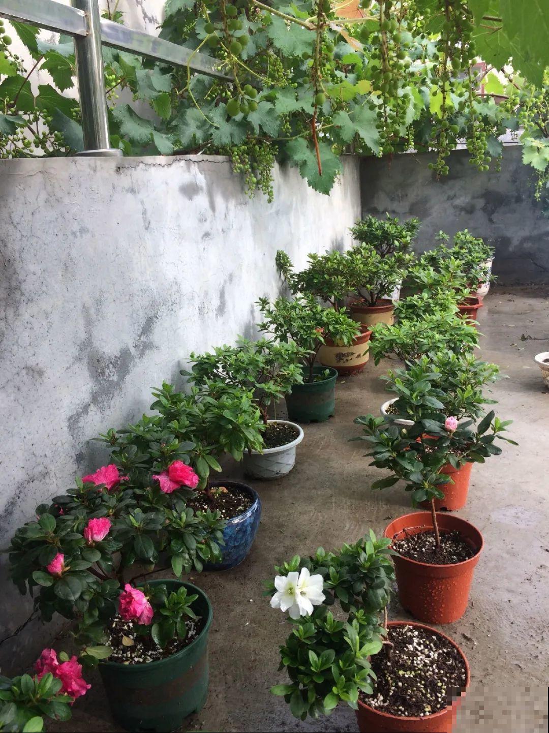 3种花，下雨天扦插，生根快、不黑杆！