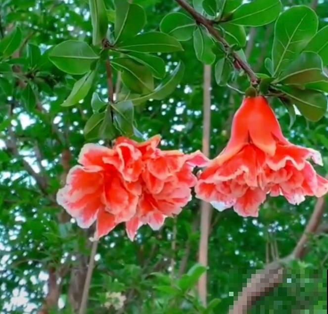 家里种一棵石榴树,开花红红火火,寓意特别好! 家里种一棵石榴树,开花红红火火,寓意特别好!