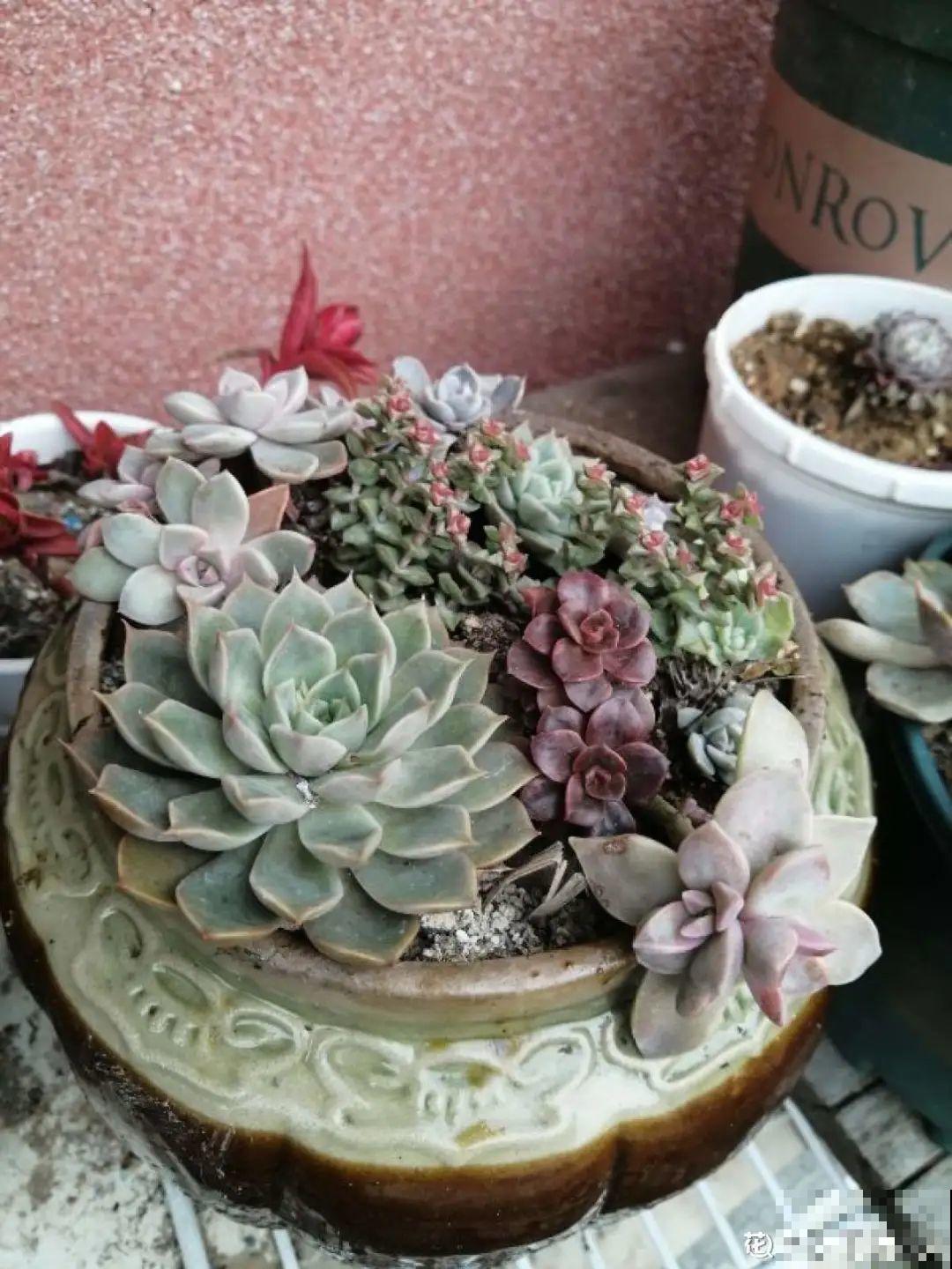 咸菜坛子先别丢,拿来养花,盆盆养成小树,太震撼 咸菜坛子先别丢,拿来养花,盆盆养成小树,太震撼