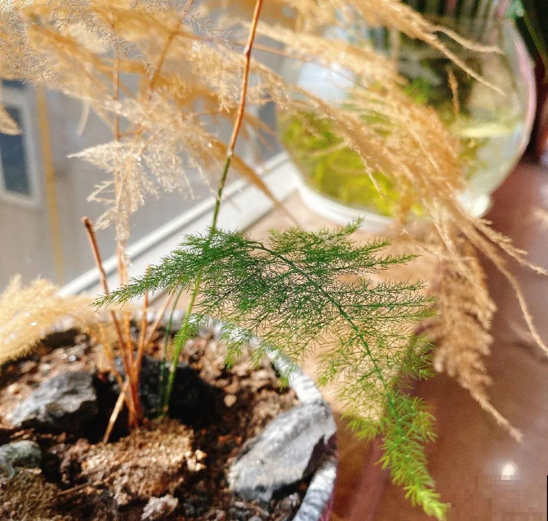 10种花一晒就死,夏天别放南阳台,小心晒成梅干菜! 10种花一晒就死,夏天别放南阳台,小心晒成梅干菜!