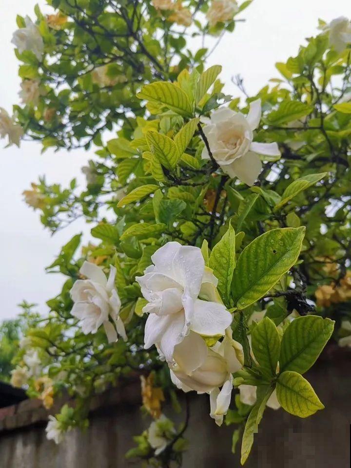 门口养棵大花树,风吹就开花,20年变成传家宝! 门口养棵大花树,风吹就开花,20年变成传家宝!