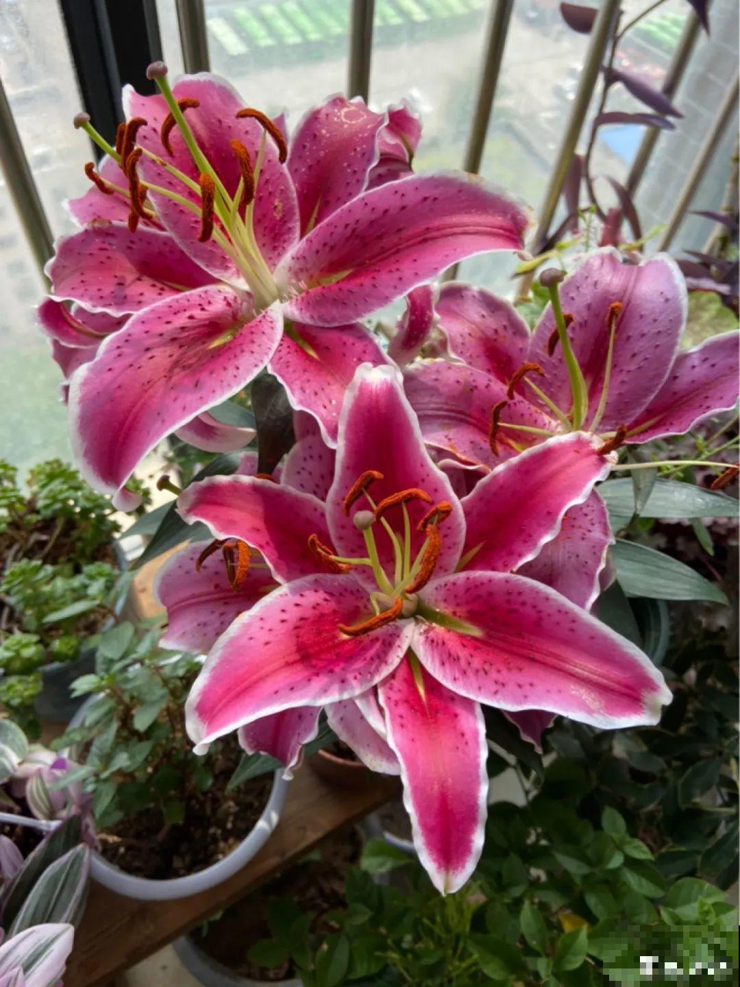 花也能成精，养成巨无霸，一次开花50朵，比小孩还高！