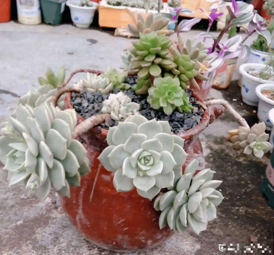 咸菜坛子先别丢,拿来养花,盆盆养成小树,太震撼 咸菜坛子先别丢,拿来养花,盆盆养成小树,太震撼