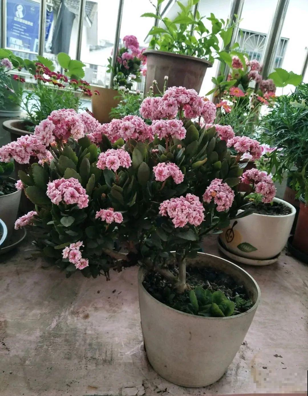 他用3年把吊兰养成老桩，花友们质疑：是假的！