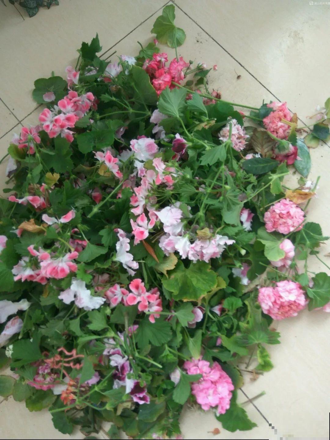 8种花，5月要赶紧修剪，剪完了还能窜新芽