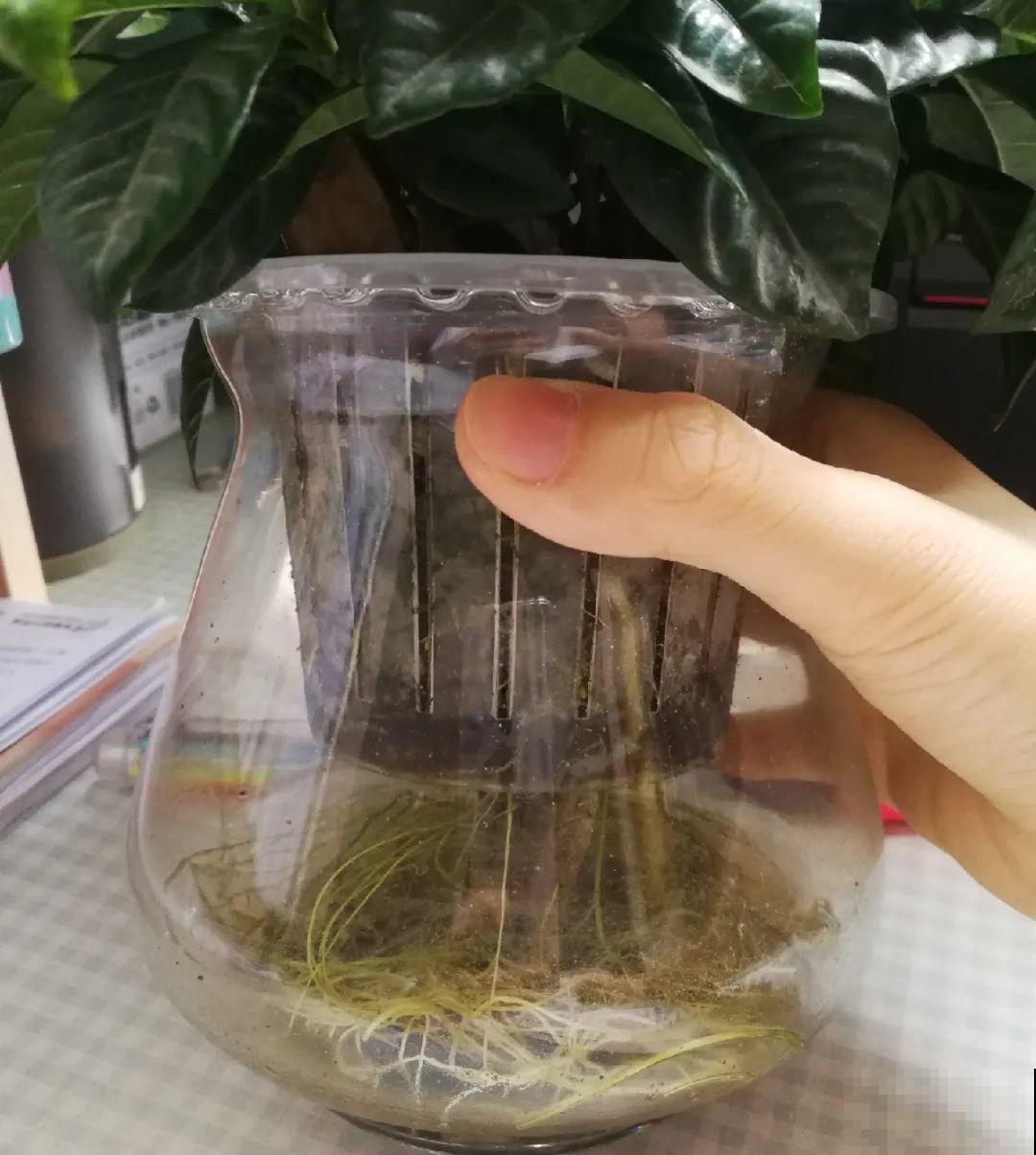 10种花最怕热,夏天养水里,才能活下来! 10种花最怕热,夏天养水里,才能活下来!