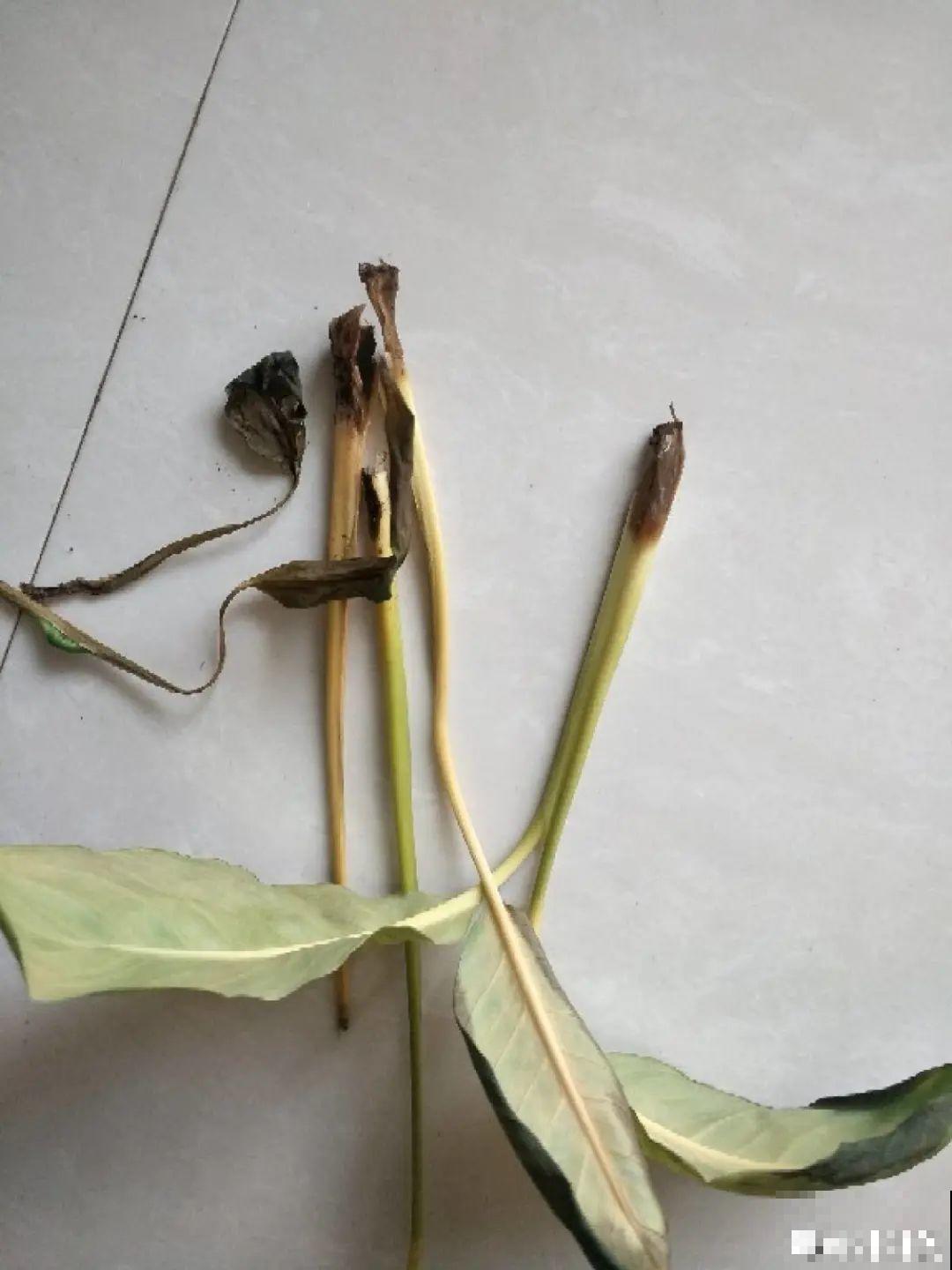 夏天到了，这10种花不能晒，否则干枯黄叶死翘翘
