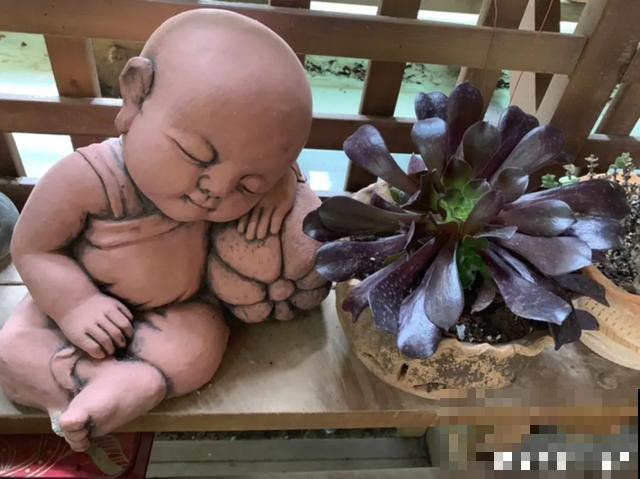 花盆里摆了它,更有趣、更新奇,邻居来了想搬走! 花盆里摆了它,更有趣、更新奇,邻居来了想搬走!