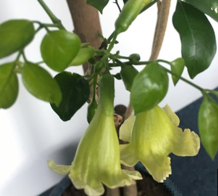 养了10年的幸福树，开花了，太神奇了！