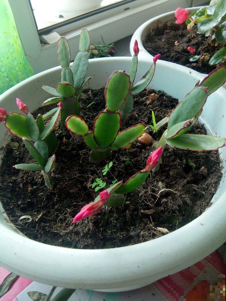 假昙花开花很独特，比真昙花还略胜一筹，养护还很简单！
