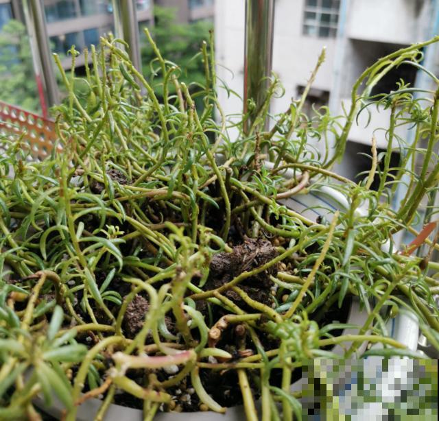 晒不死的3种花，一晒就冒花苞，一缺光就徒长！