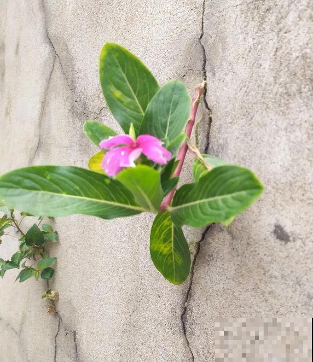 真正的花坚强,墙缝、地缝都能长,开花特别旺! 真正的花坚强,墙缝、地缝都能长,开花特别旺!