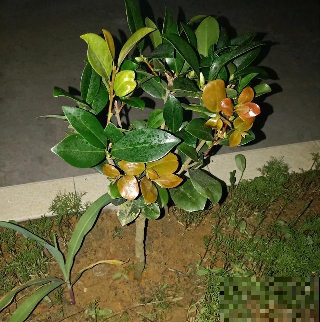8种花,天热不能换盆,换了3天必死! 8种花,天热不能换盆,换了3天必死!