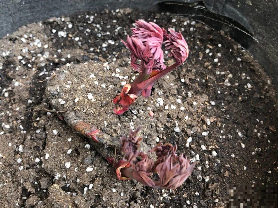 老外培育的芍药花，花苞比鸡蛋大，一朵能开一个月！