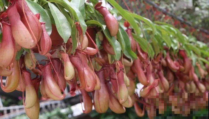 5种能吃蚊虫的花,家里养一盆,蚊子灭光光! 5种能吃蚊虫的花,家里养一盆,蚊子灭光光!