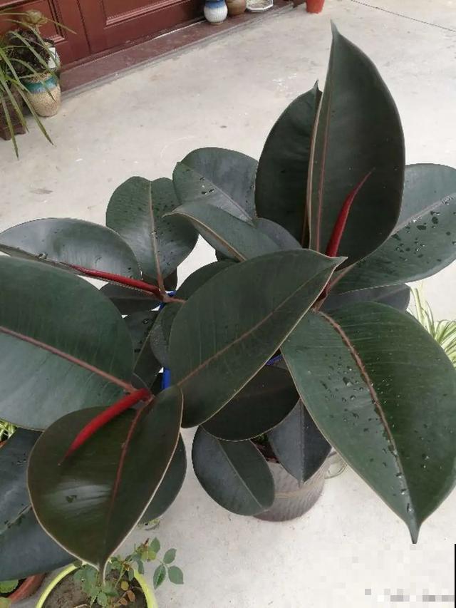 家里养这6种花，清新杀菌去异味，空气干净身体好