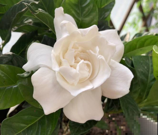家里的花开一次，就再也不开了，赶紧施点“催花肥”！