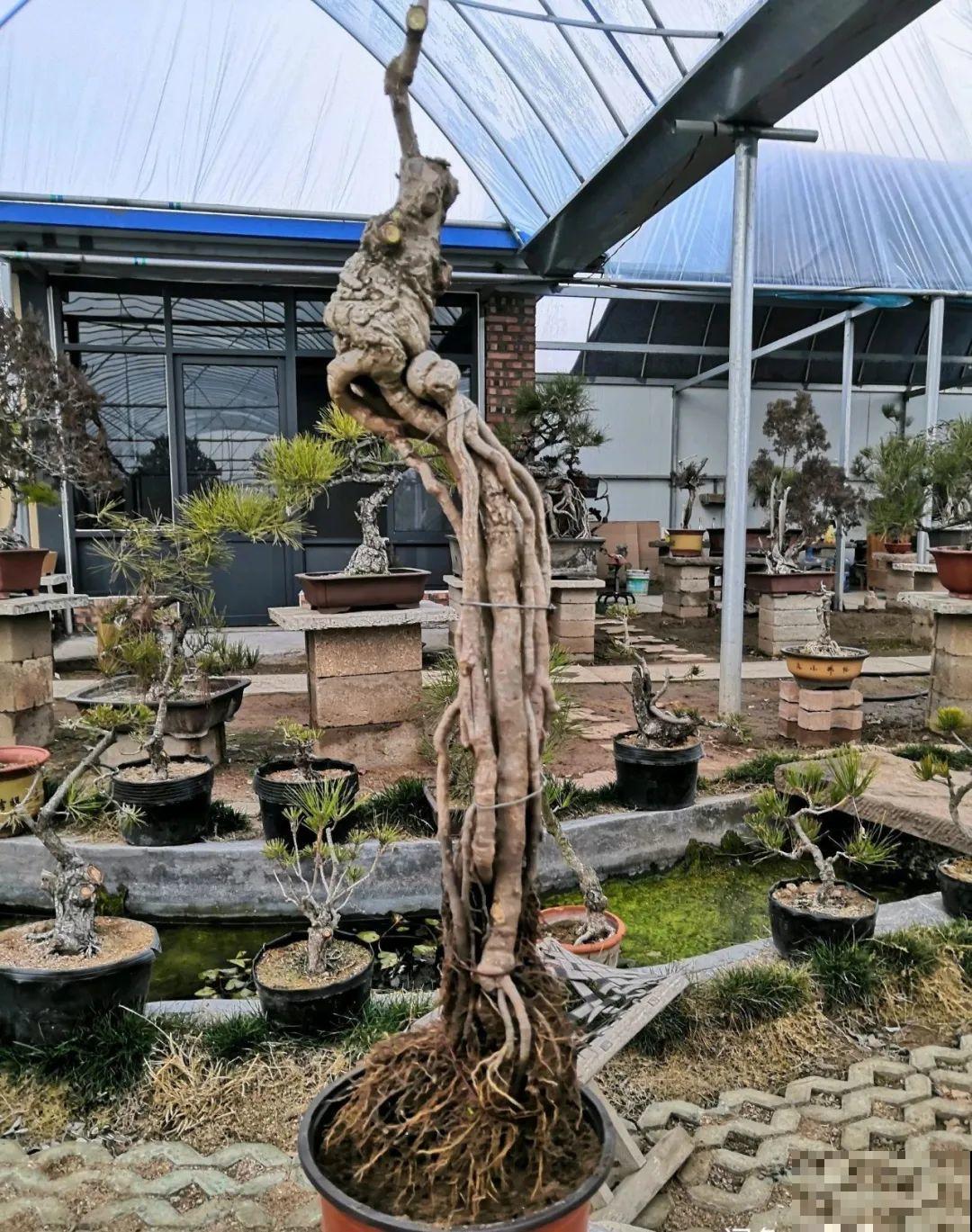 吊兰就用小盆养，根系拽一拽，立马变老桩！