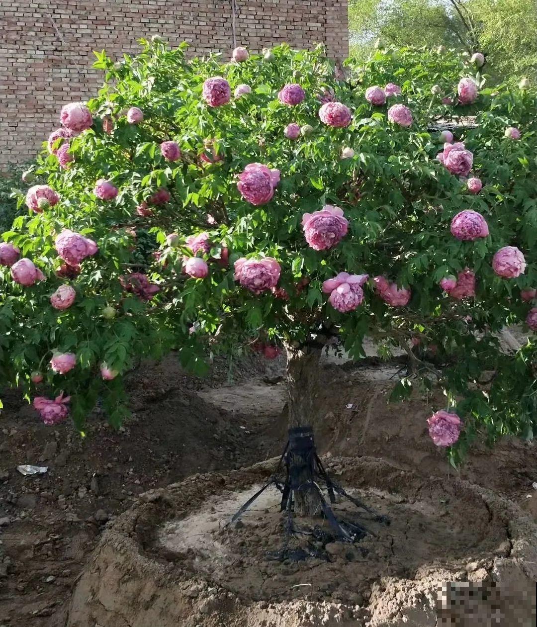 门口养棵大花树,风吹就开花,20年变成传家宝! 门口养棵大花树,风吹就开花,20年变成传家宝!