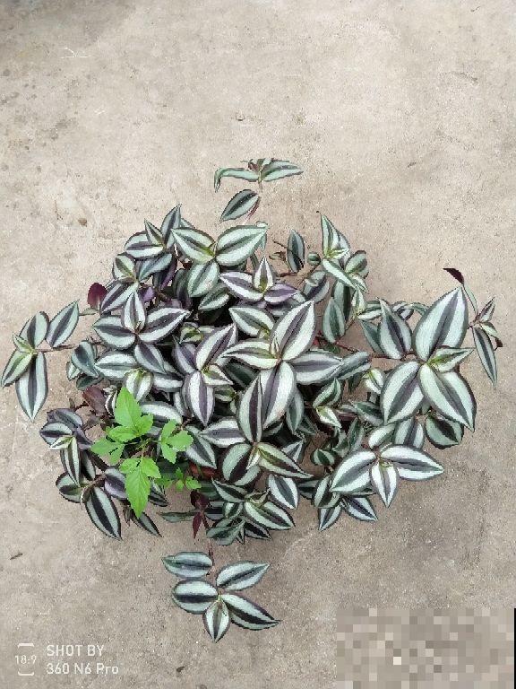 家里这盆花太烦人,掉下叶子就长出新苗,怎么养都养不死 家里这盆花太烦人,掉下叶子就长出新苗,怎么养都养不死