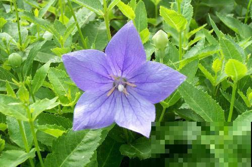 饭桌上不常见的野菜，吃过的人是少数，农村人才认识！
