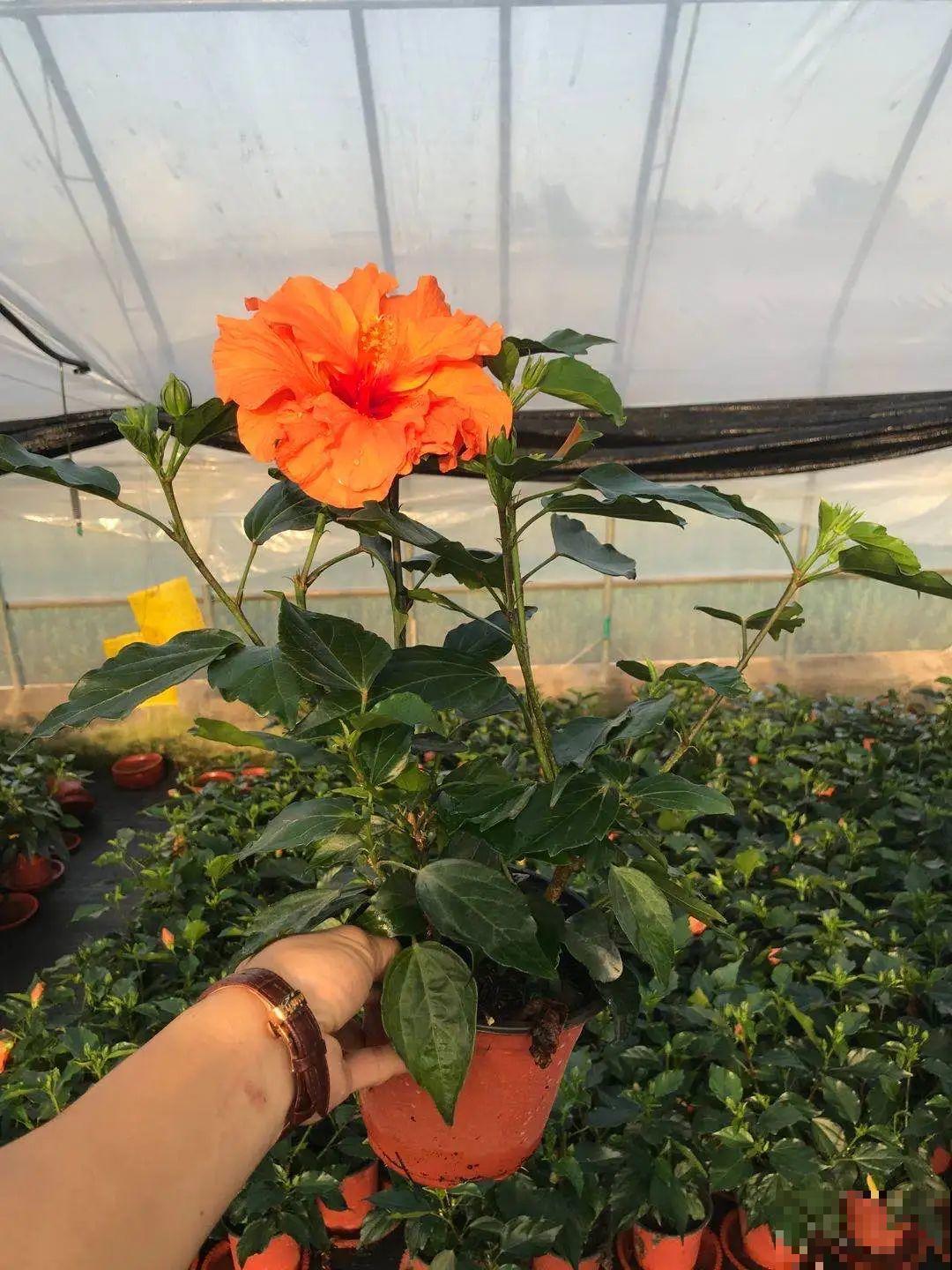夏天养盆朱槿花,全年都开花,一朵花比脸还大 夏天养盆朱槿花,全年都开花,一朵花比脸还大