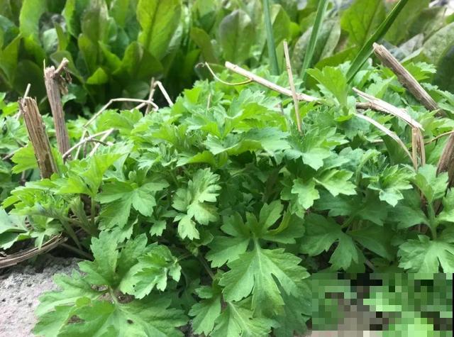 7种花插土里，立马长满院子，蚊虫不敢靠近！