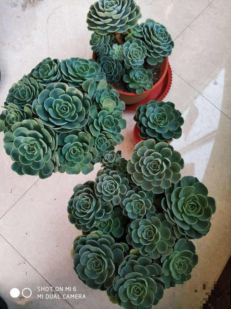 邻居养的多肉长成小树,价格翻倍,谁见了都喜欢 邻居养的多肉长成小树,价格翻倍,谁见了都喜欢