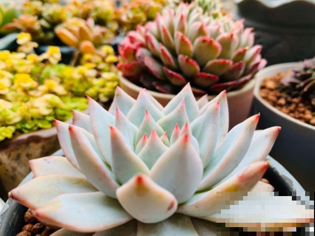 多肉快速爆盆法，撸几片叶子，放着不管都变胖！