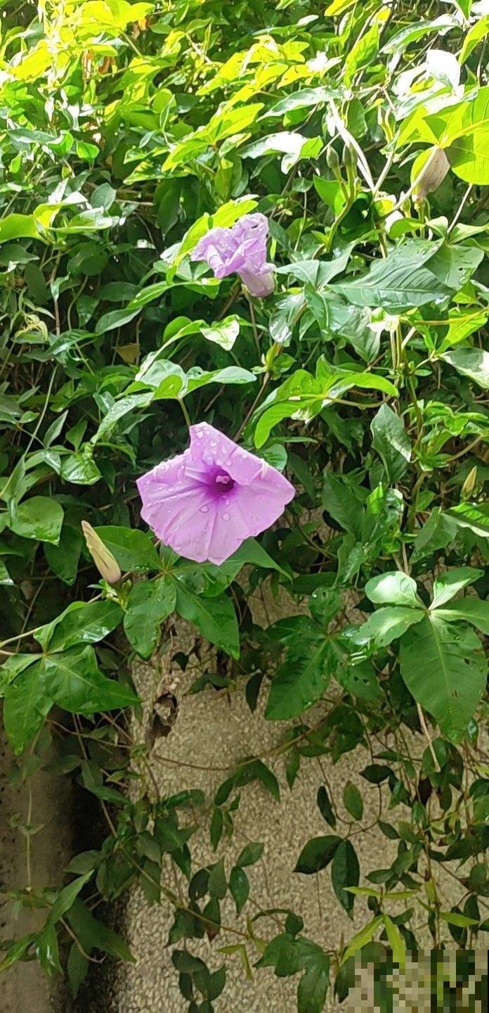 五爪金龙开花神似喇叭花，繁殖能力超强，一不小心就长满家！