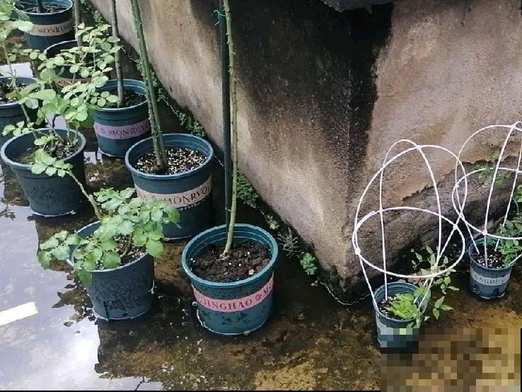 早上起来院子被淹，100盆花，还有救吗？