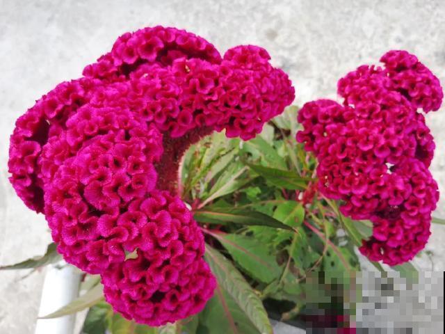 真正的花坚强,墙缝、地缝都能长,开花特别旺! 真正的花坚强,墙缝、地缝都能长,开花特别旺!