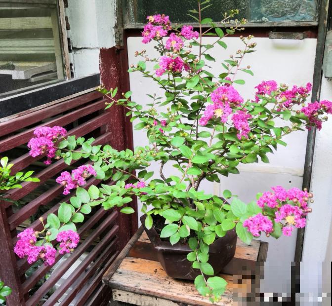 院里种一棵紫薇树,寓意紫气东来,还能驱邪避灾! 院里种一棵紫薇树,寓意紫气东来,还能驱邪避灾!