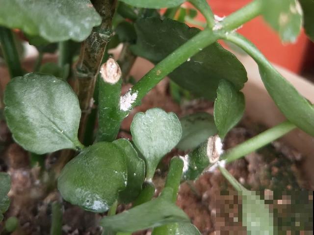 花出现黄叶打蔫，千万别扔，还能救回来！